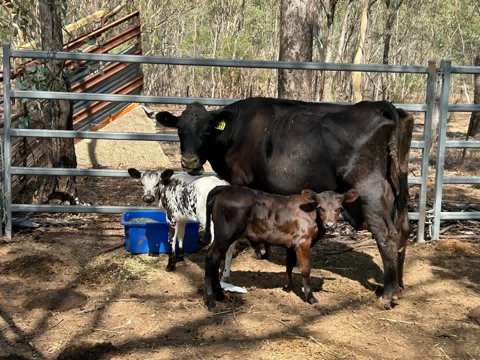 Iris and the girls.