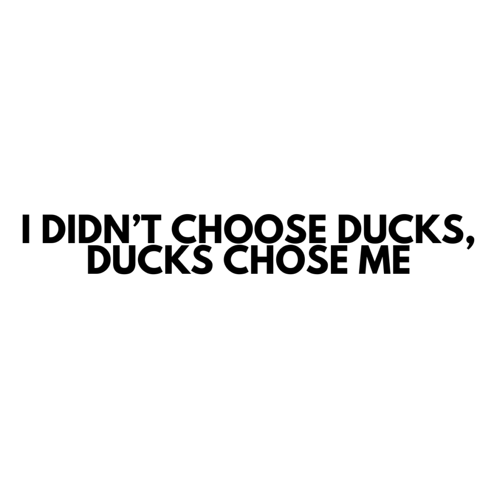 I Didn't Choose Ducks, Ducks Chose Me - Vinyl Sticker - 0003